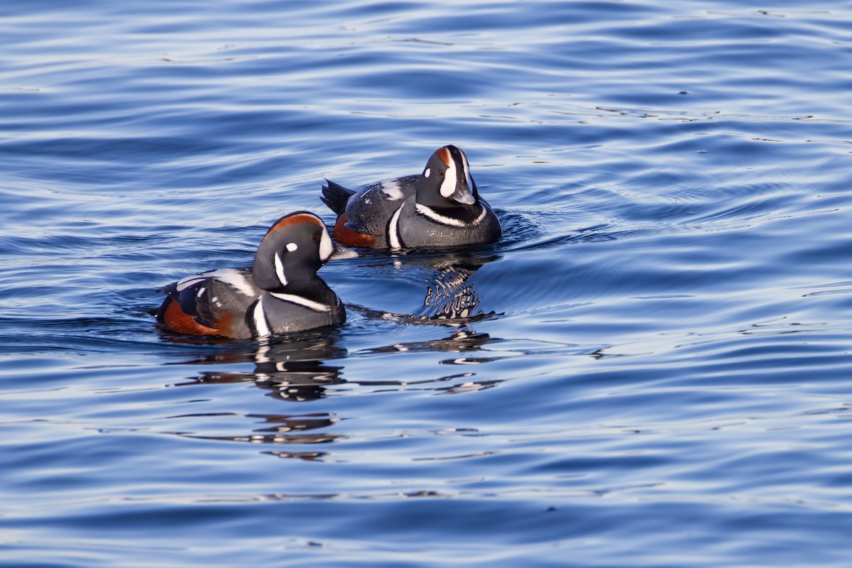 Harlequin Duck - ML613618757