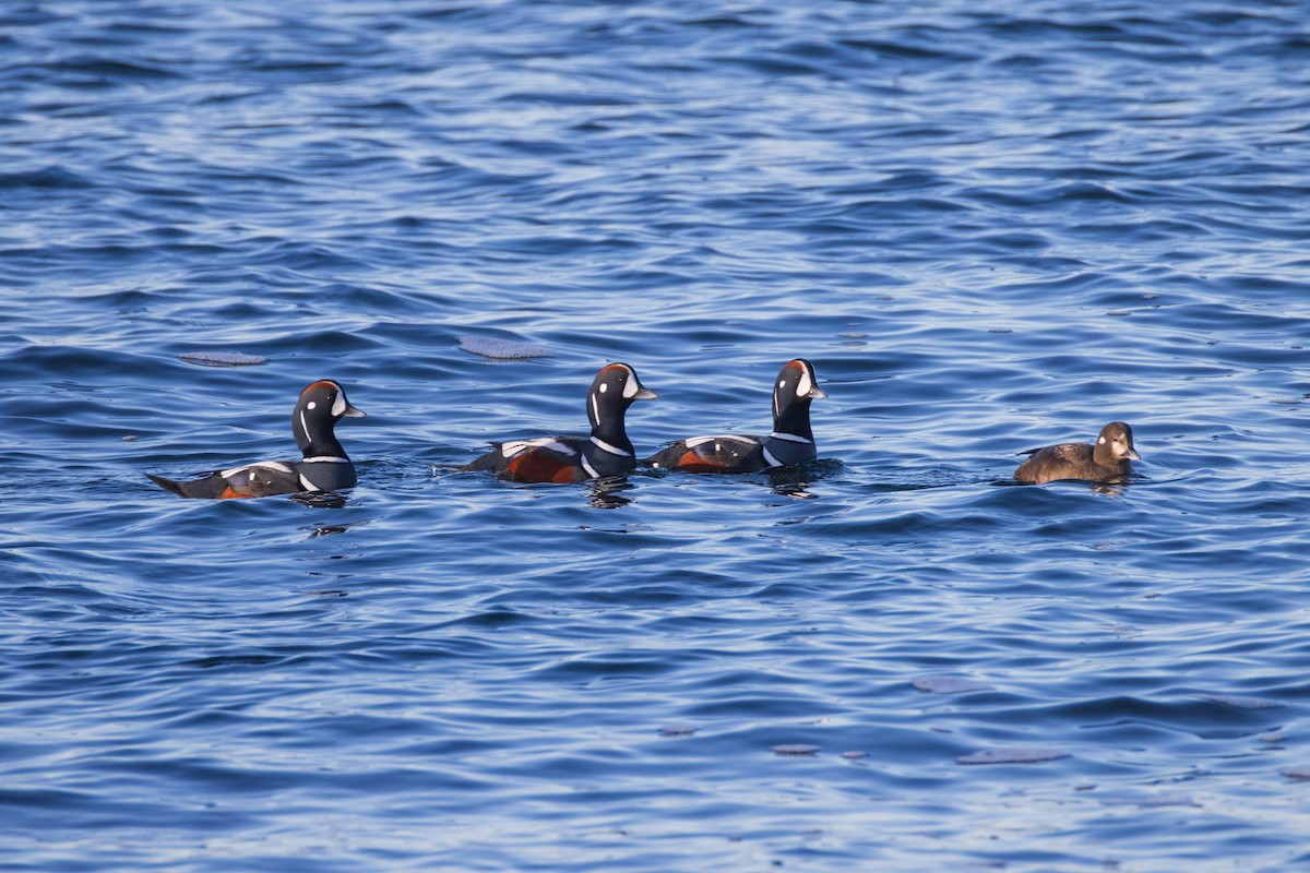 Harlequin Duck - ML613618758