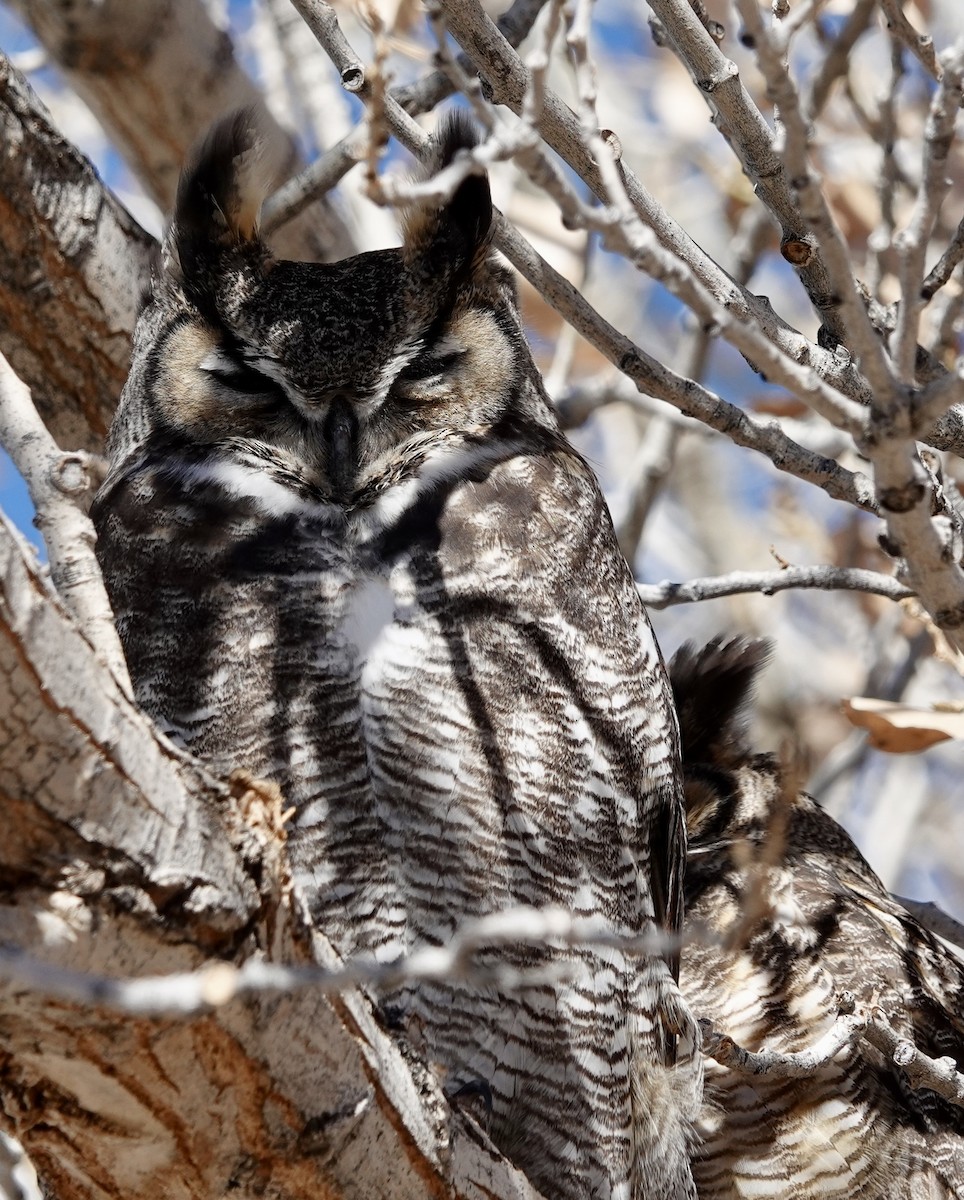 Great Horned Owl - ML613618802