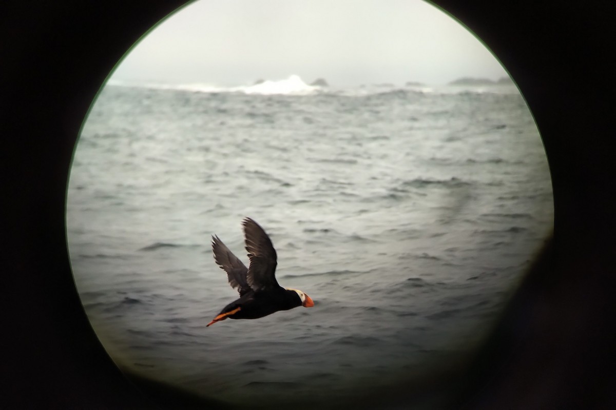 Tufted Puffin - ML613618856