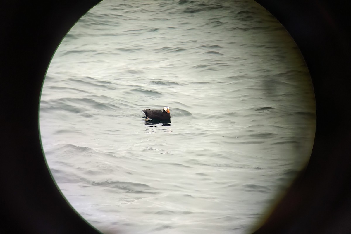 Tufted Puffin - ML613618857