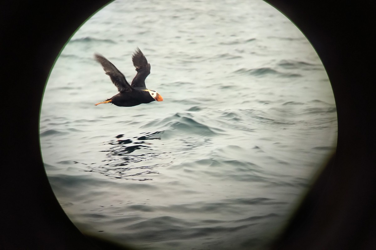 Tufted Puffin - ML613618858