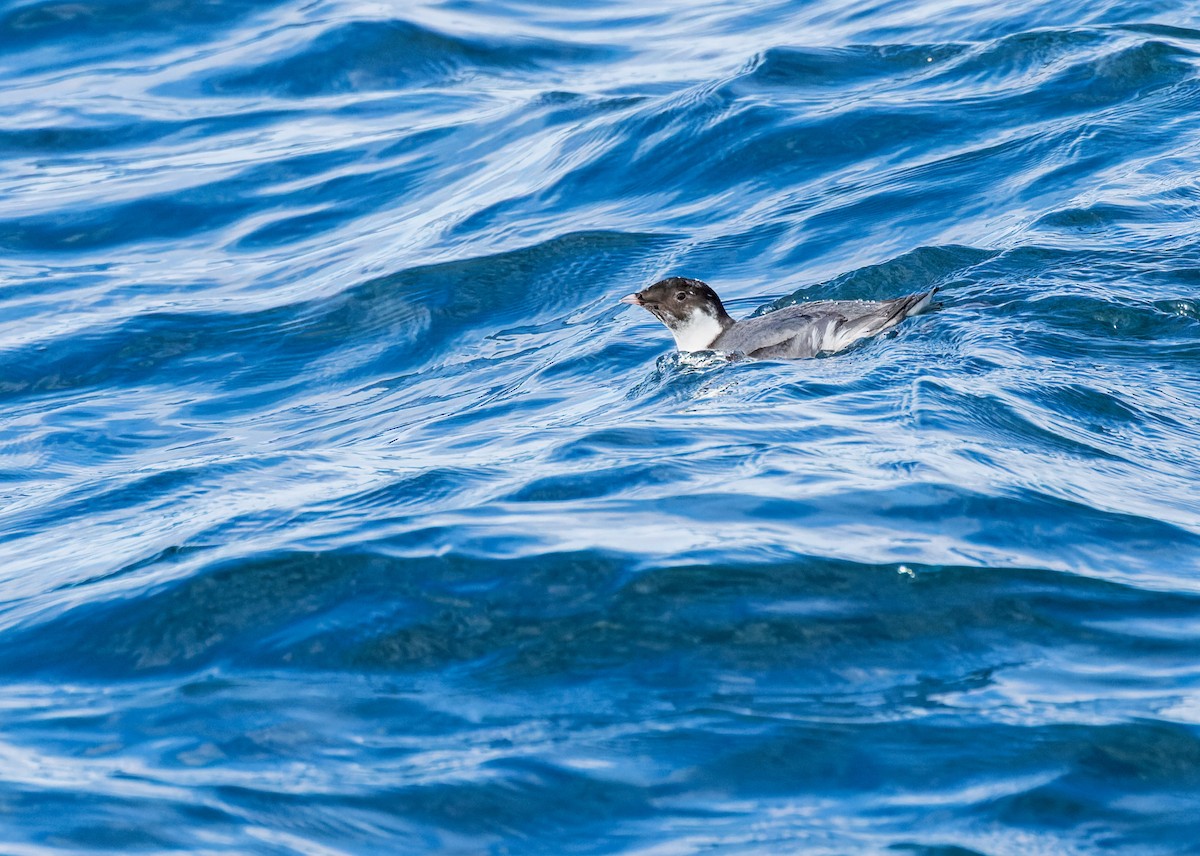 扁嘴海雀 - ML613618906