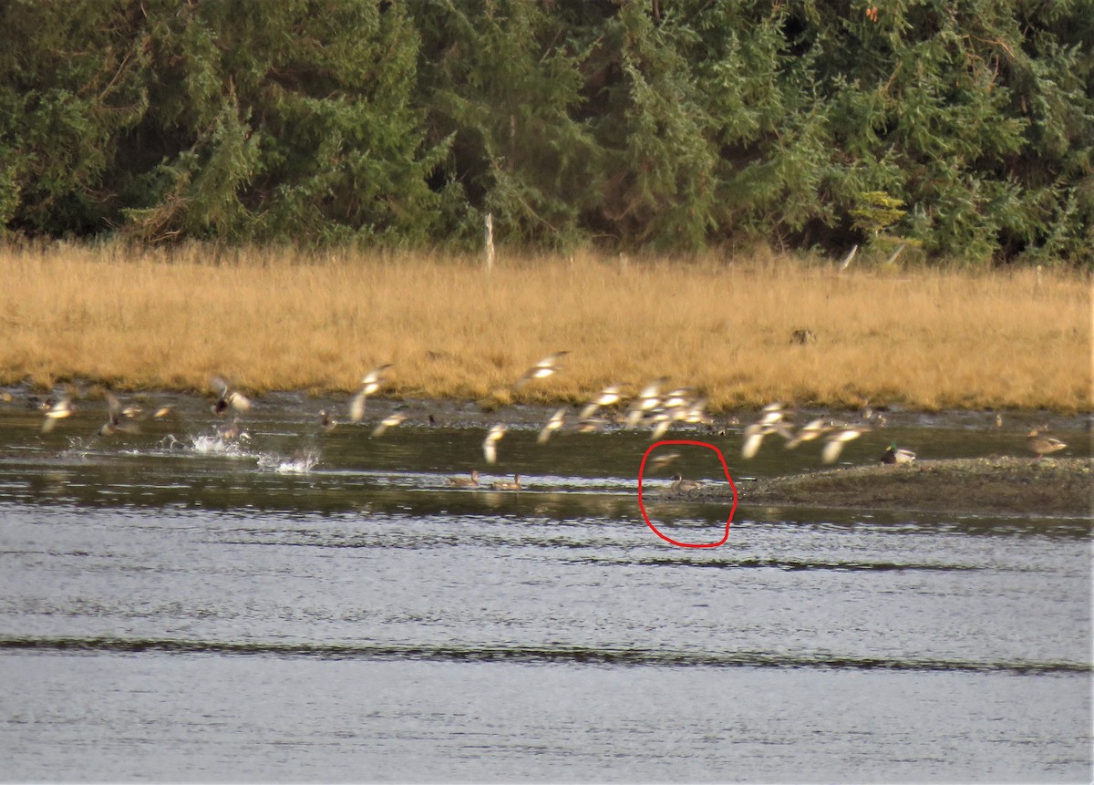 Northern Pintail - ML613618907