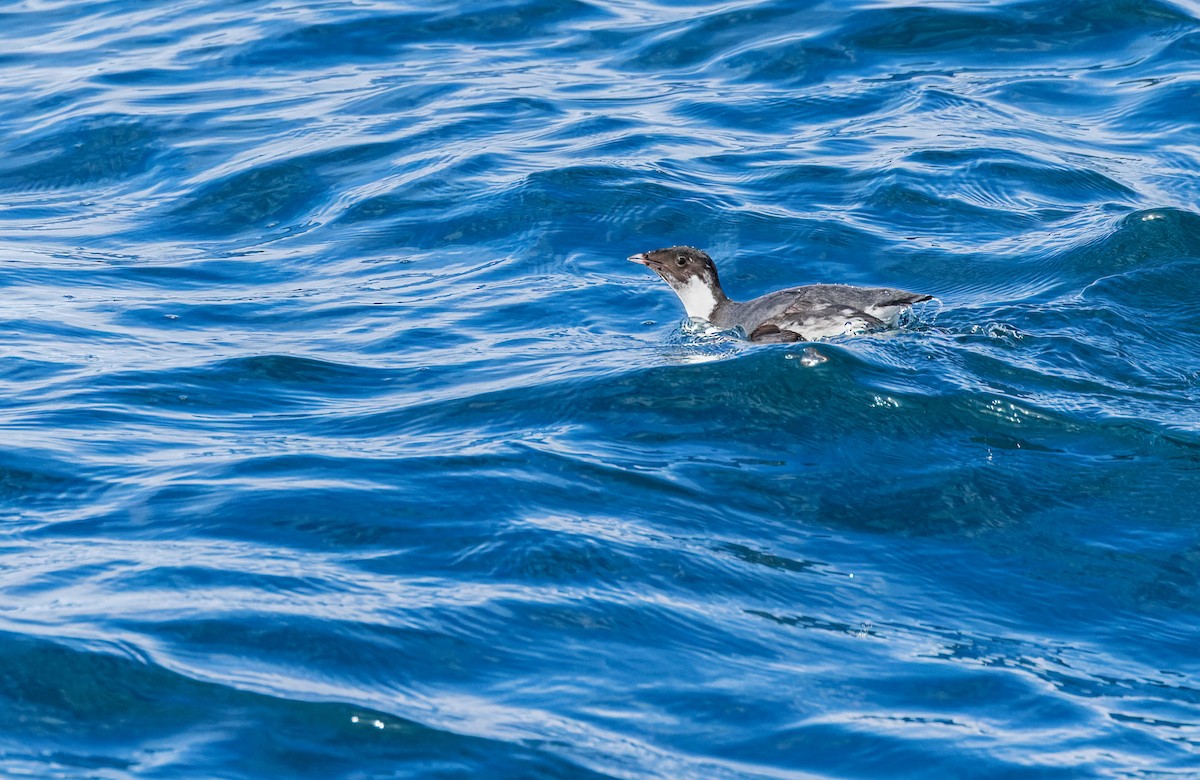 扁嘴海雀 - ML613618910