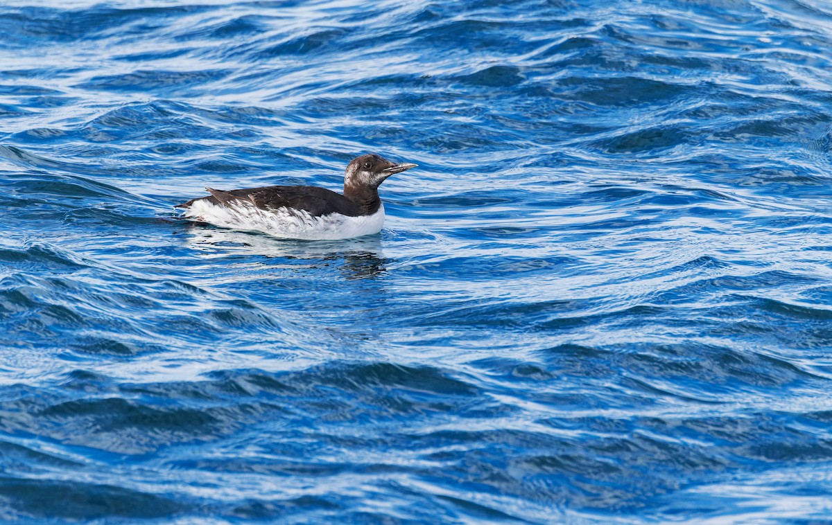 崖海鴉 - ML613618914