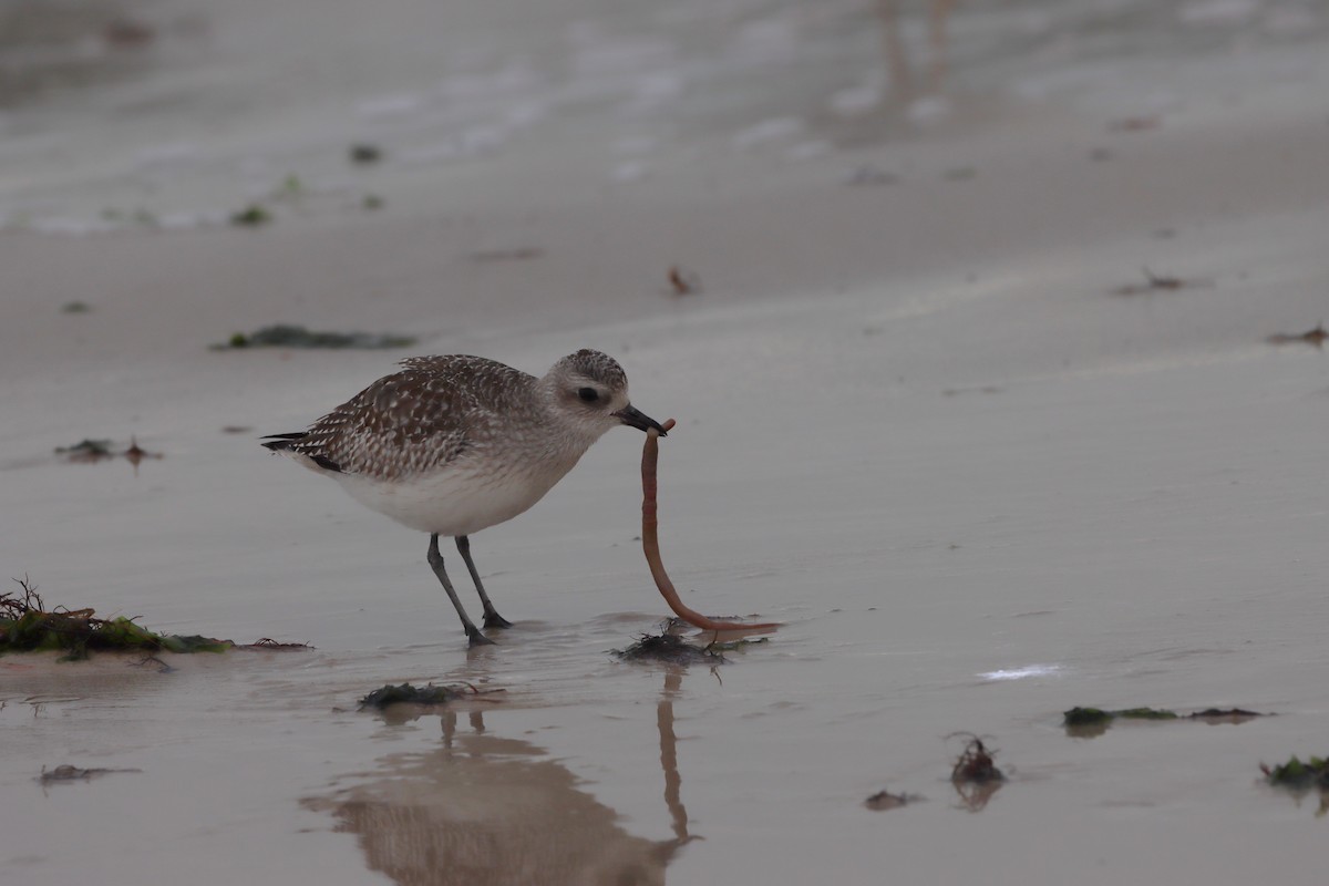 Black-bellied Plover - ML613618984