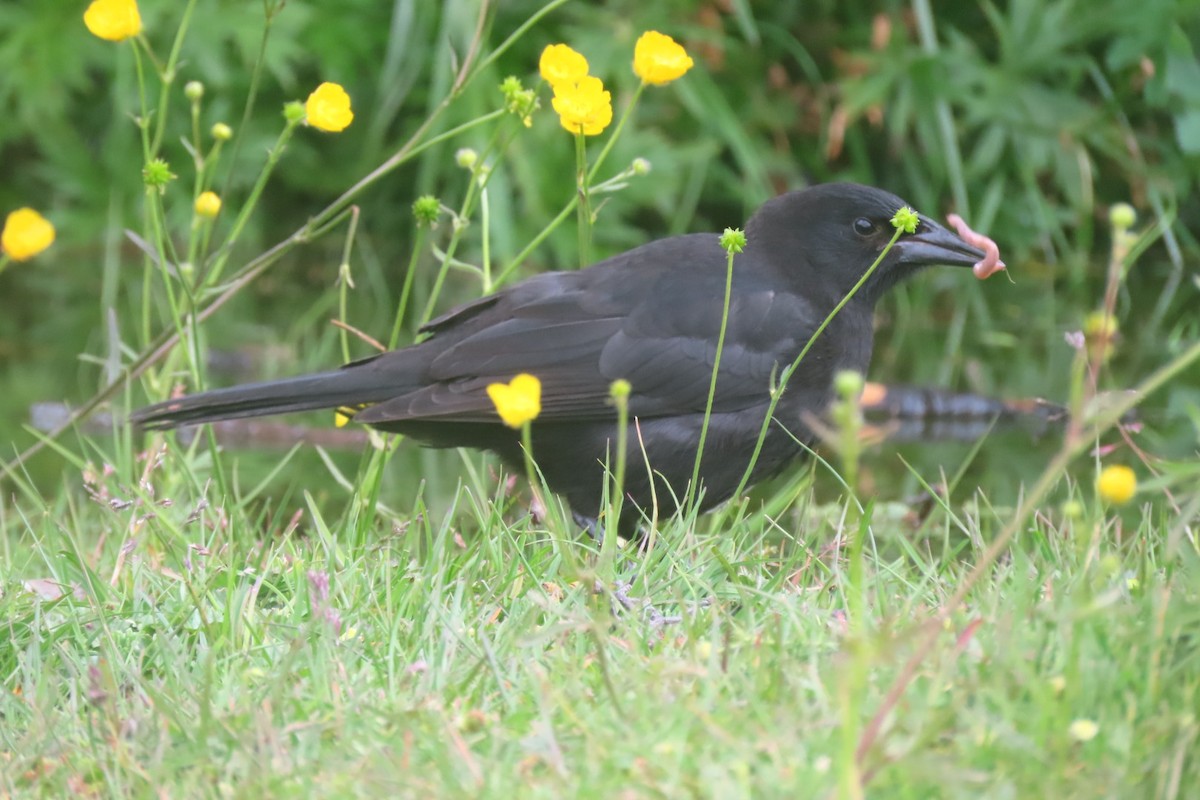 Austral Blackbird - ML613619041