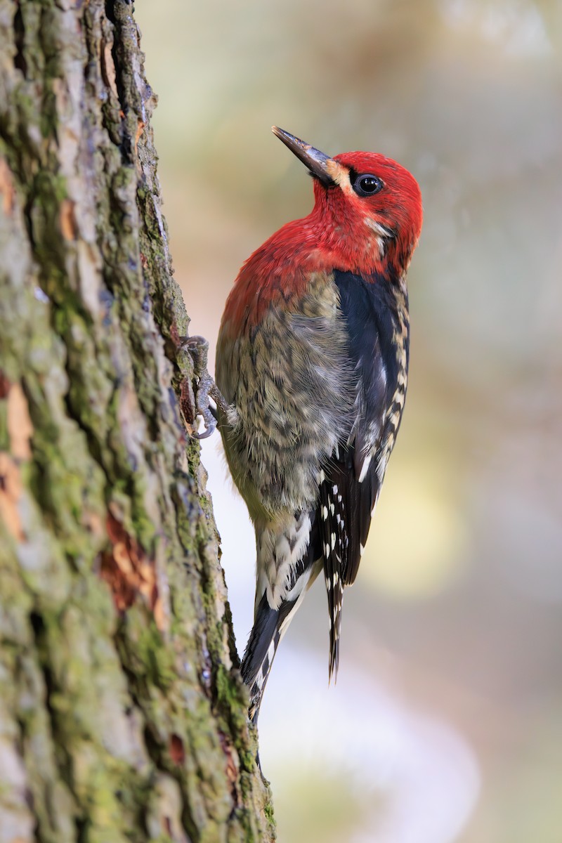 Red-breasted Sapsucker - ML613619046