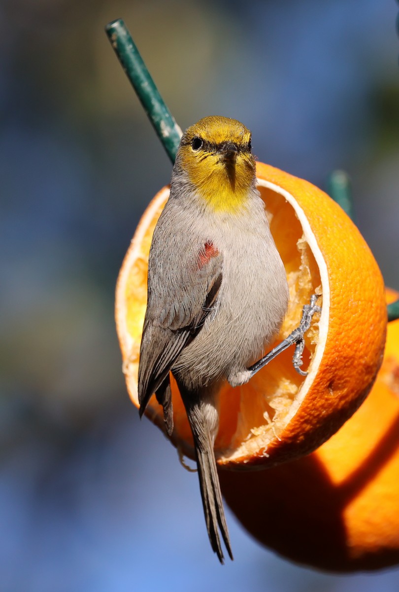 Verdin - David Stejskal