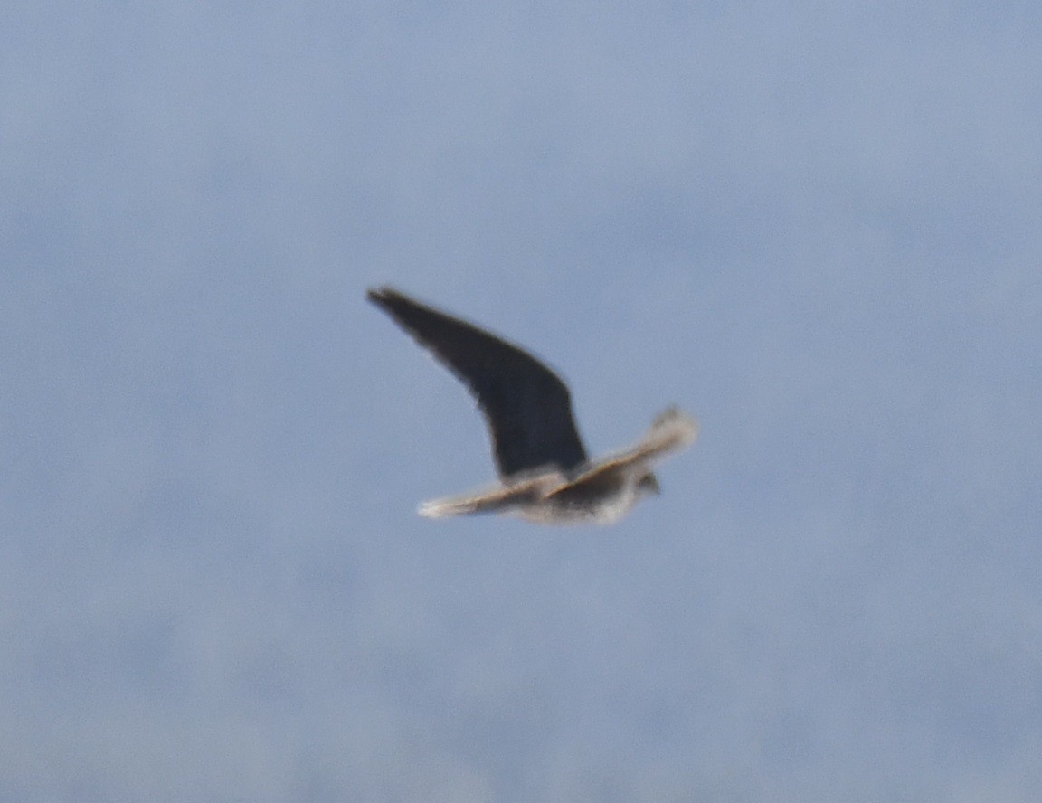 Prairie Falcon - Leonardo Guzmán (Kingfisher Birdwatching Nuevo León)