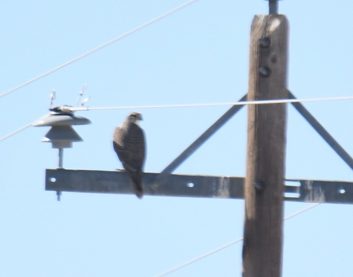 Prairie Falcon - ML613619122