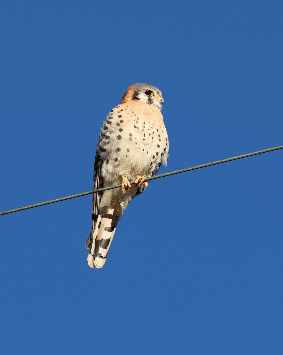 American Kestrel - ML613619144