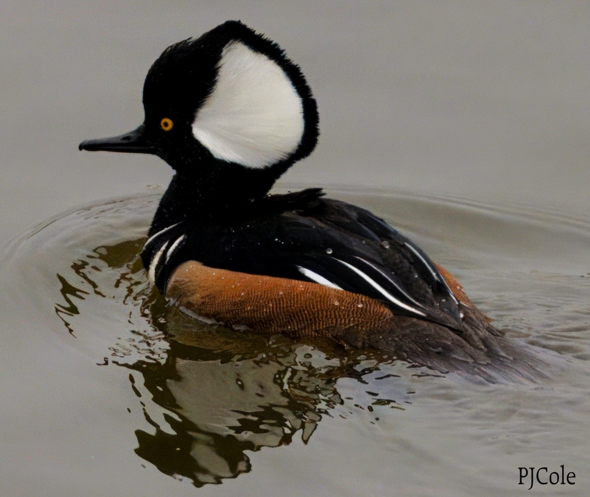 Hooded Merganser - ML613619202