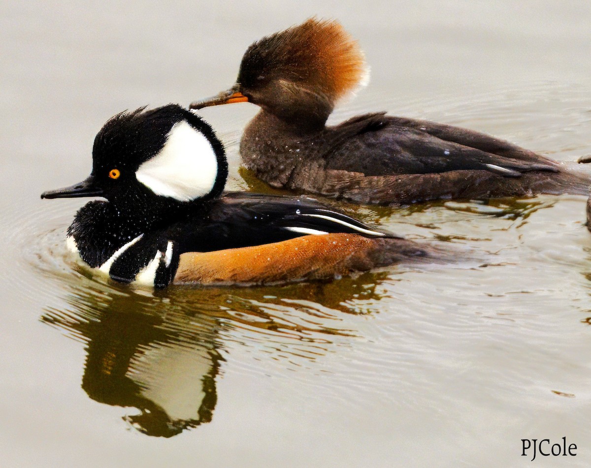 Hooded Merganser - ML613619203