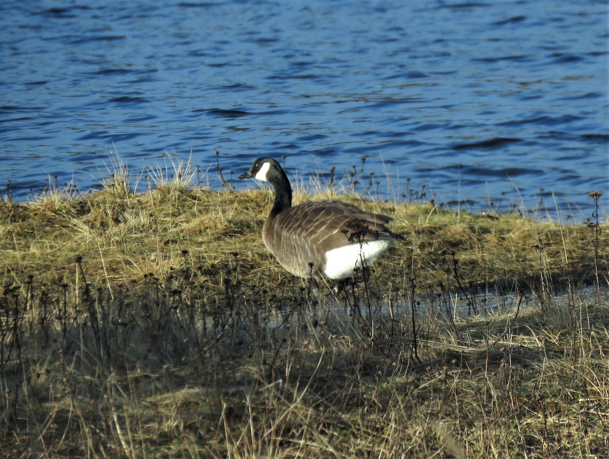 Canada Goose - ML613619234