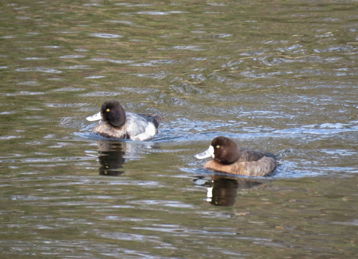 Greater Scaup - ML613619372