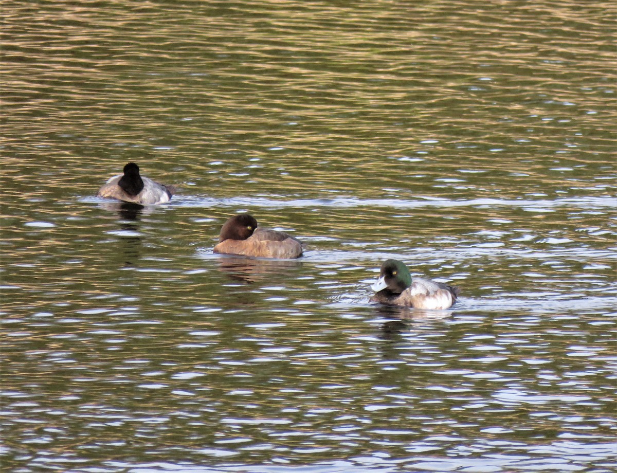 Greater Scaup - ML613619373