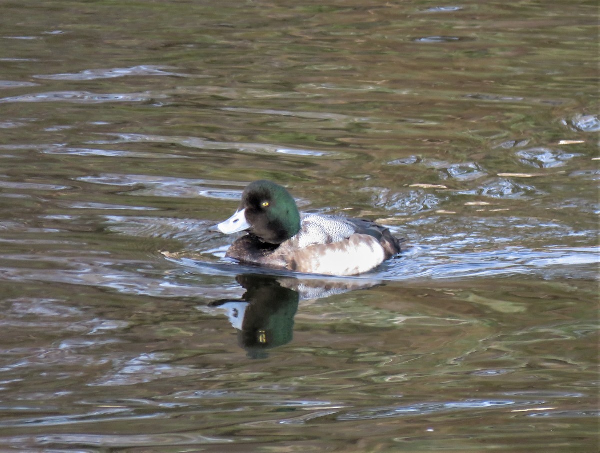 Greater Scaup - ML613619374