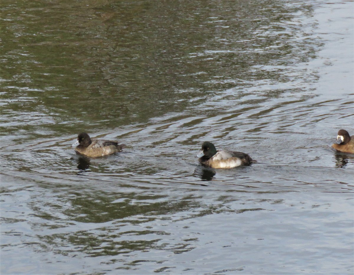Greater Scaup - ML613619375