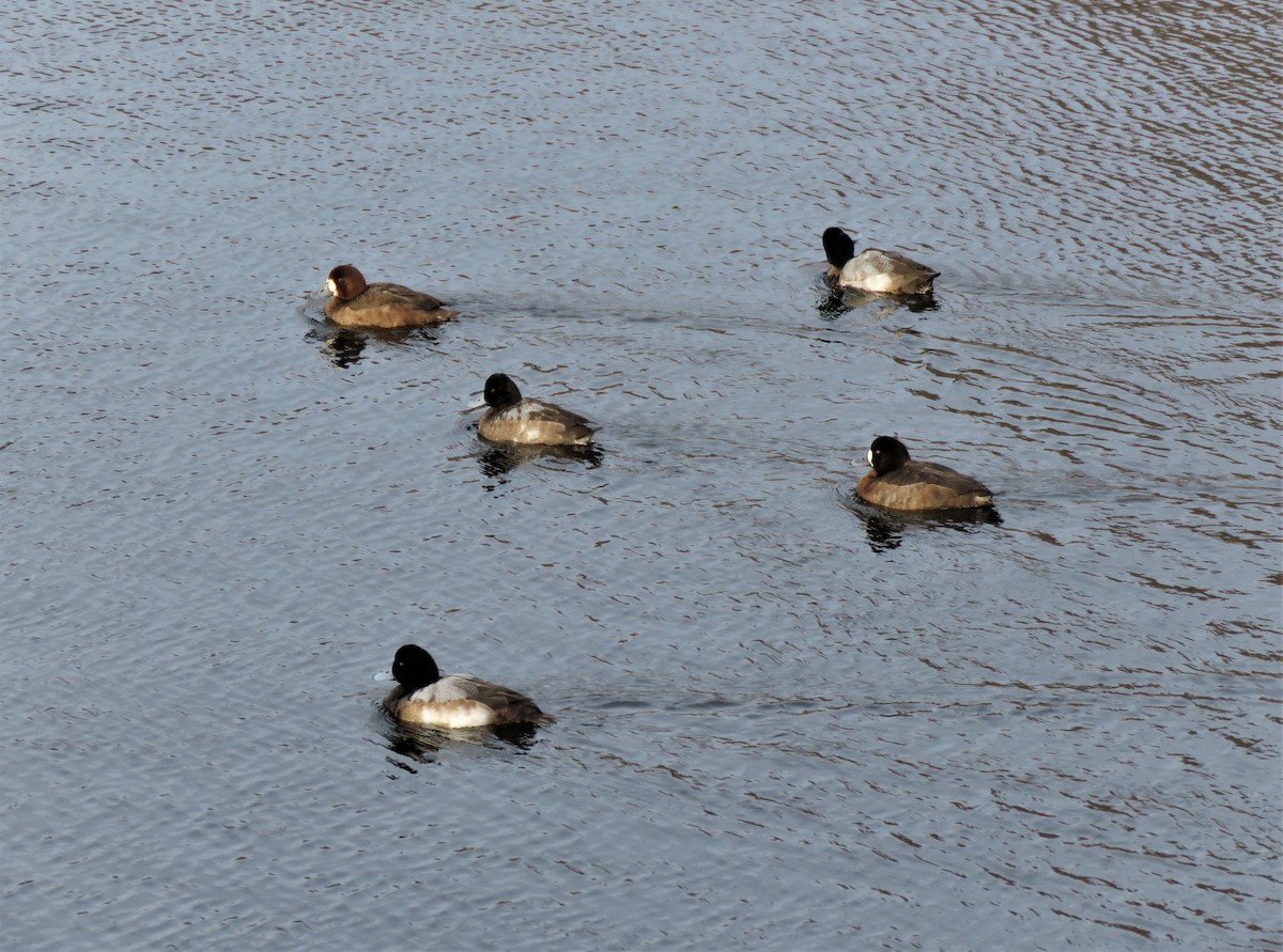 Greater Scaup - ML613619376