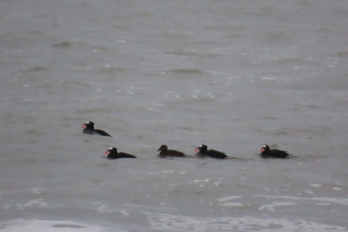 Surf Scoter - Jon Selle