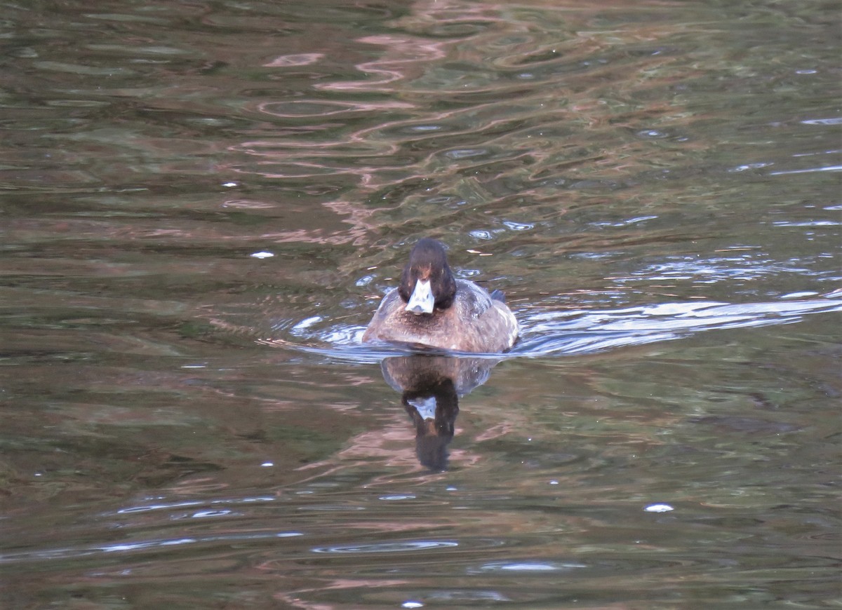 Lesser Scaup - ML613619403