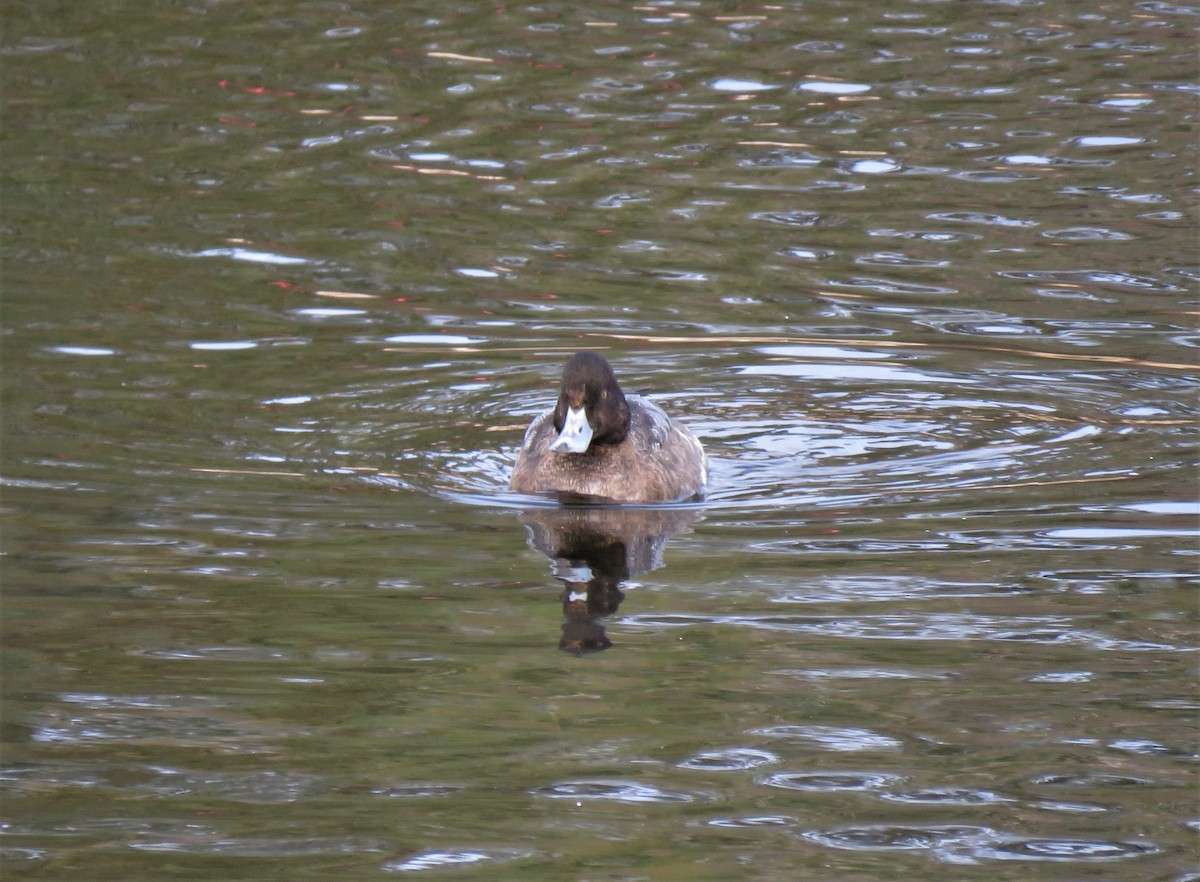 Lesser Scaup - ML613619405