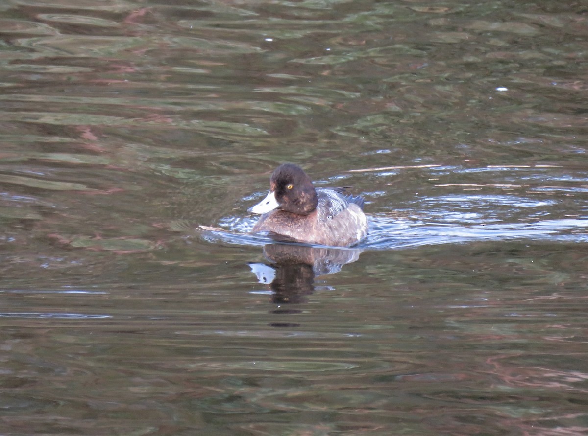 Lesser Scaup - ML613619406