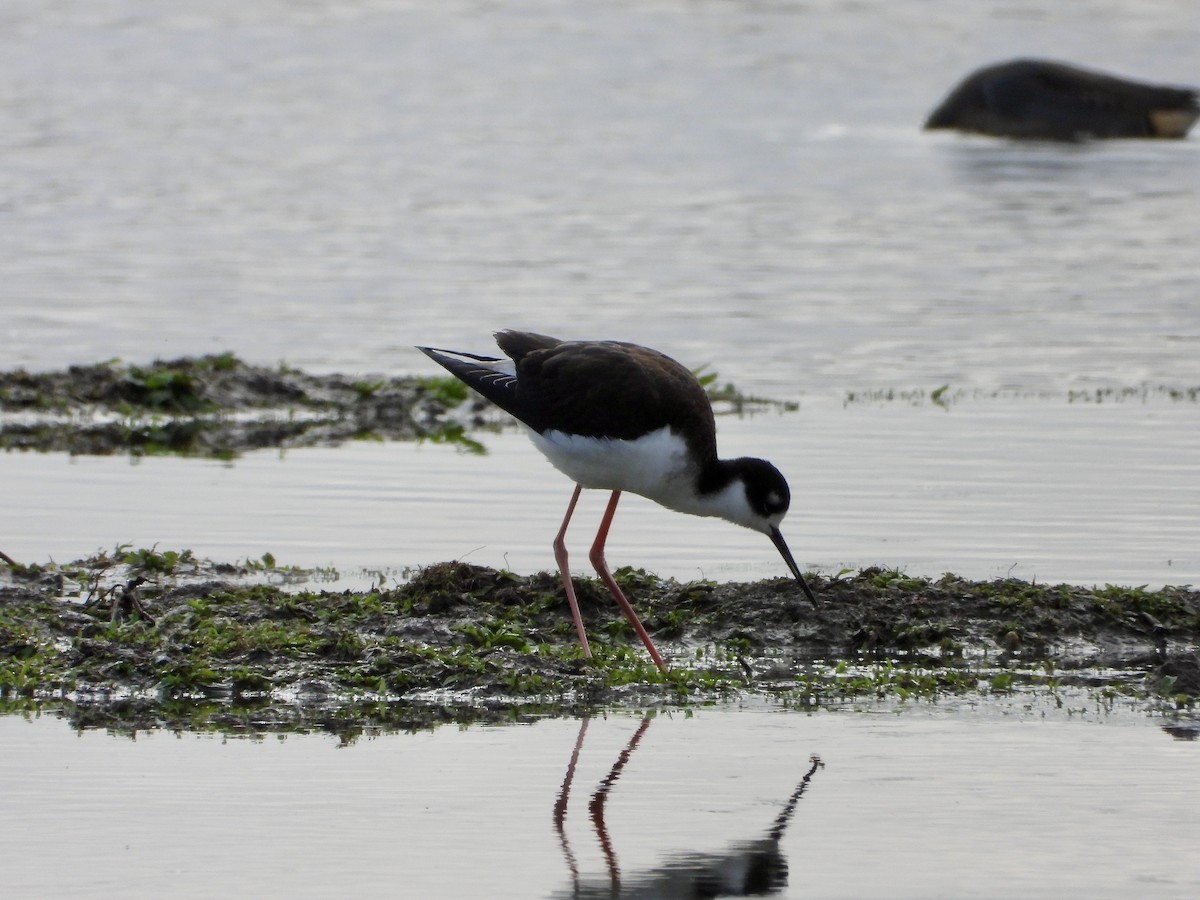 Black-necked Stilt - ML613619513