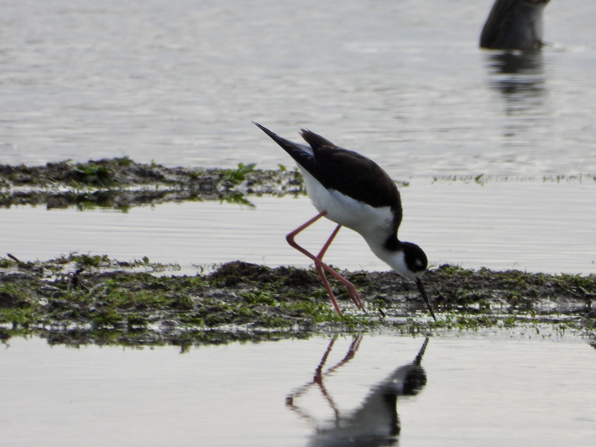 Black-necked Stilt - ML613619516