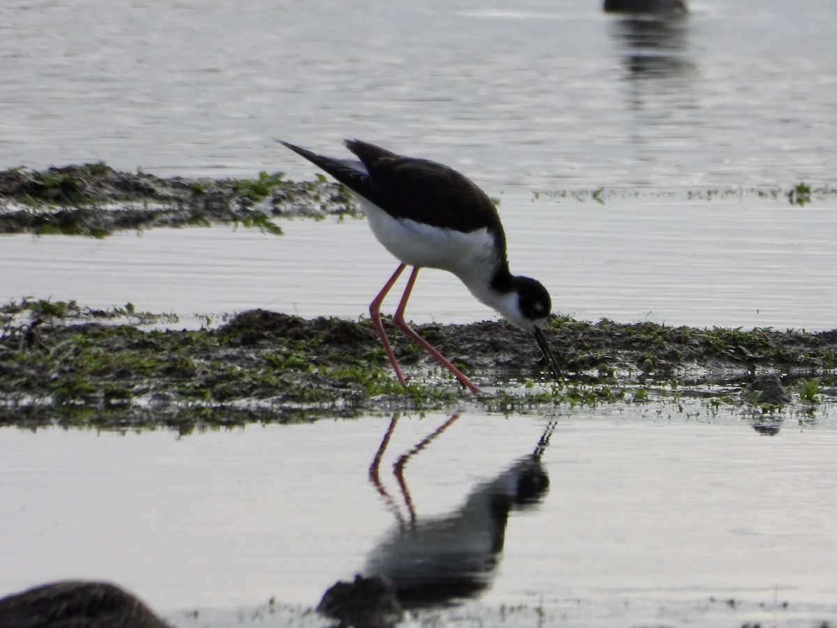 Black-necked Stilt - ML613619519