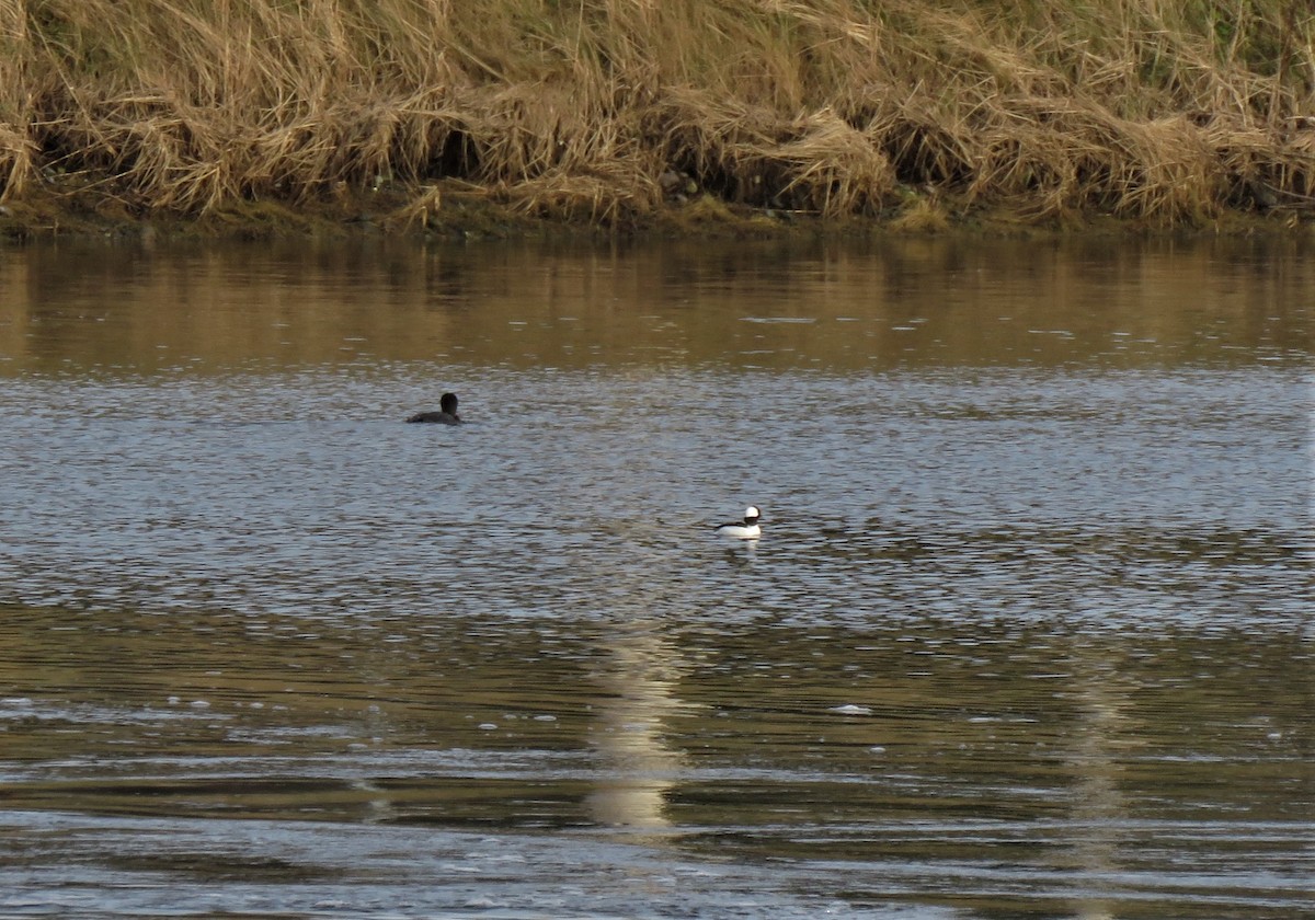 Bufflehead - ML613619533