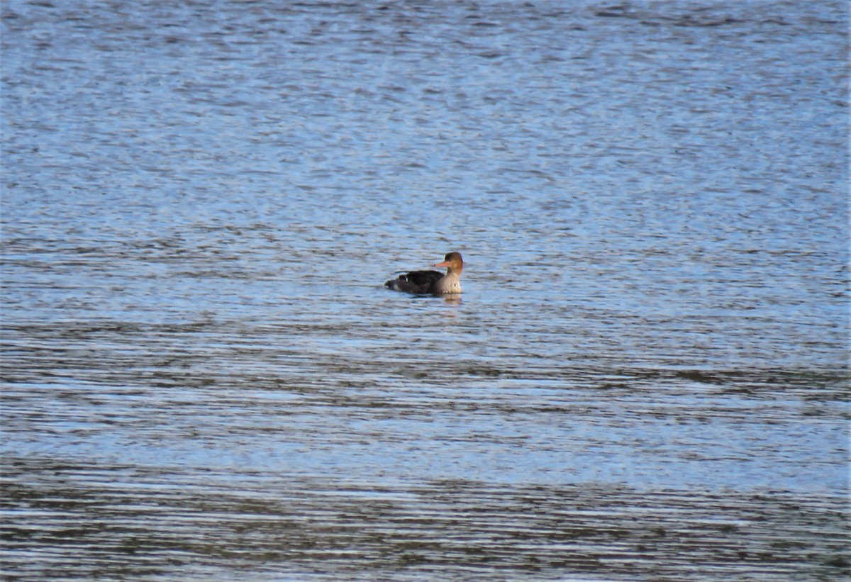 Red-breasted Merganser - ML613619551