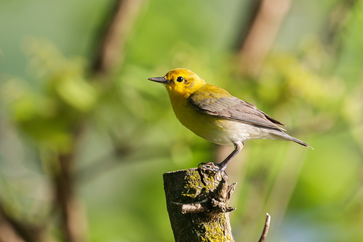 Prothonotary Warbler - John Finley