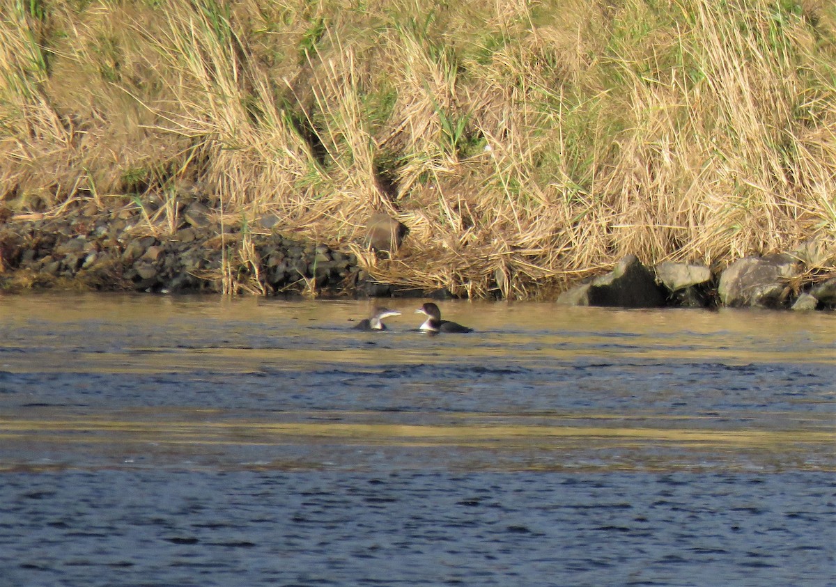 Common Loon - ML613619596