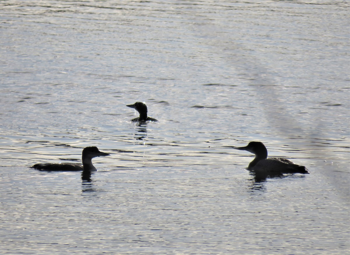 Plongeon huard - ML613619597