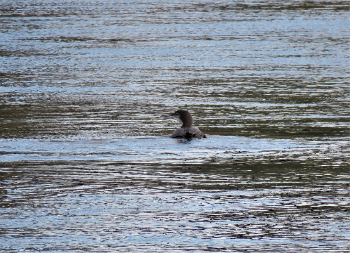 Common Loon - ML613619598