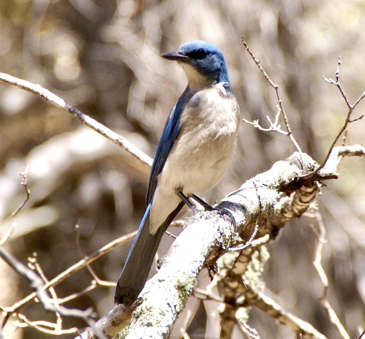 Mexican Jay - Brian Elliott