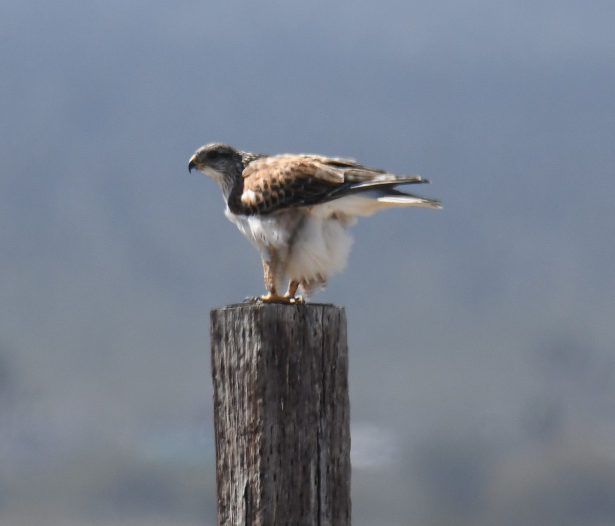 Ferruginous Hawk - Leonardo Guzmán (Kingfisher Birdwatching Nuevo León)