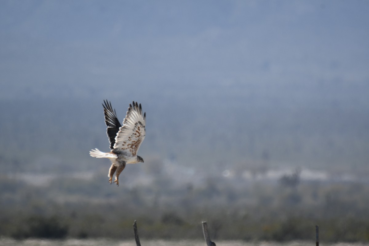 Ferruginous Hawk - Leonardo Guzmán (Kingfisher Birdwatching Nuevo León)