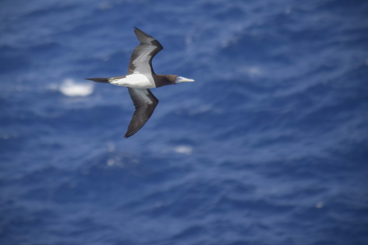 Brown Booby - Francisco Castro Carmona