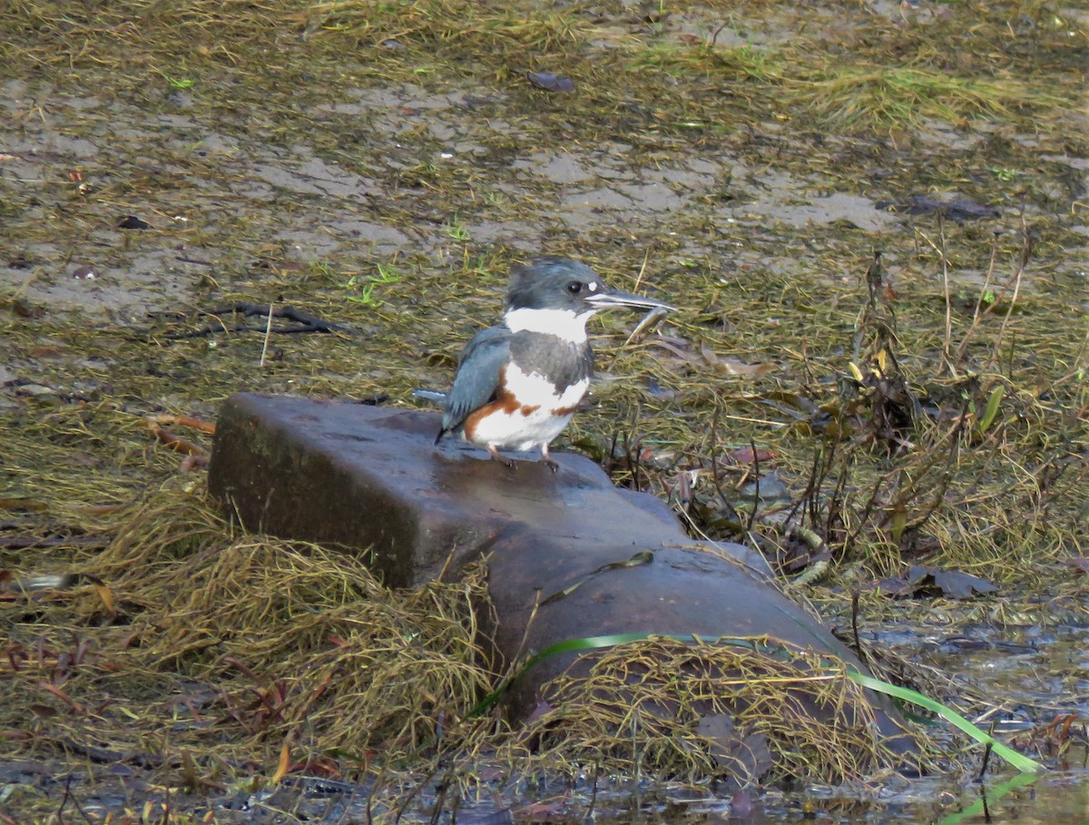 Belted Kingfisher - ML613619724