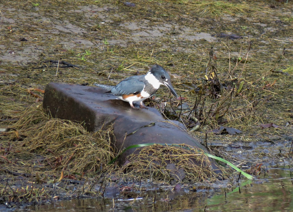 Belted Kingfisher - ML613619725