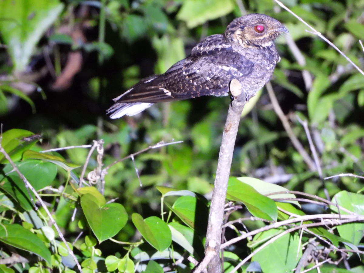 Andaman Nightjar - ML613619794