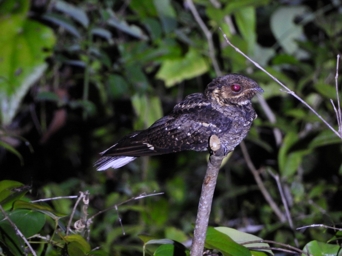 Andaman Nightjar - ML613619797