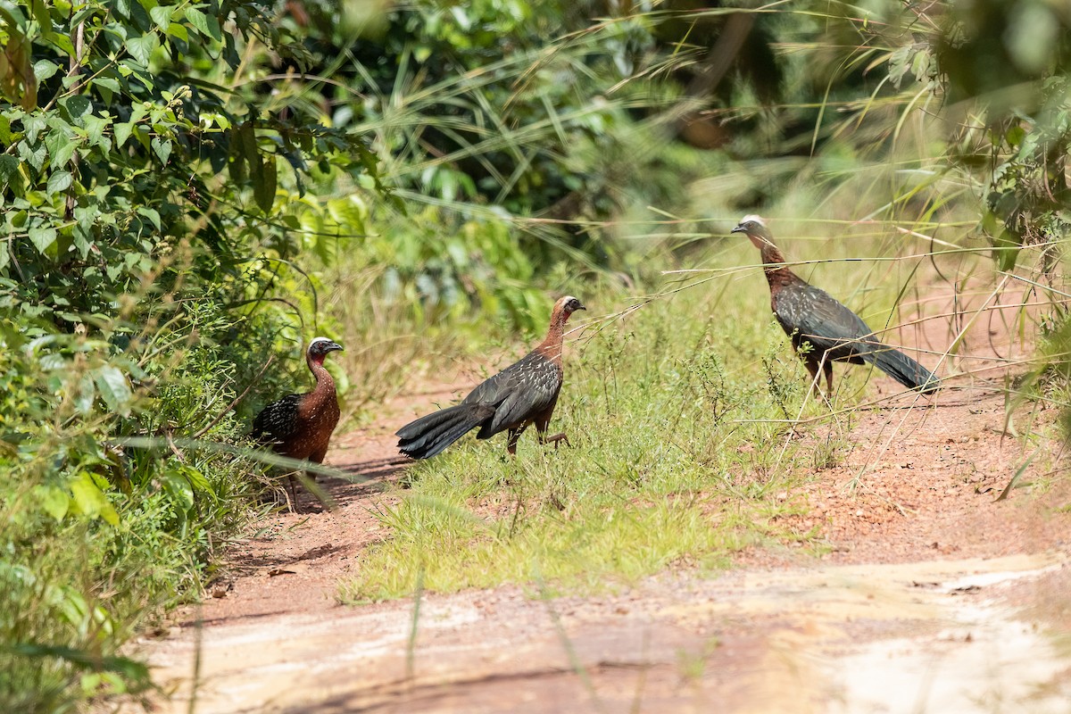 White-crested Guan - ML613619853