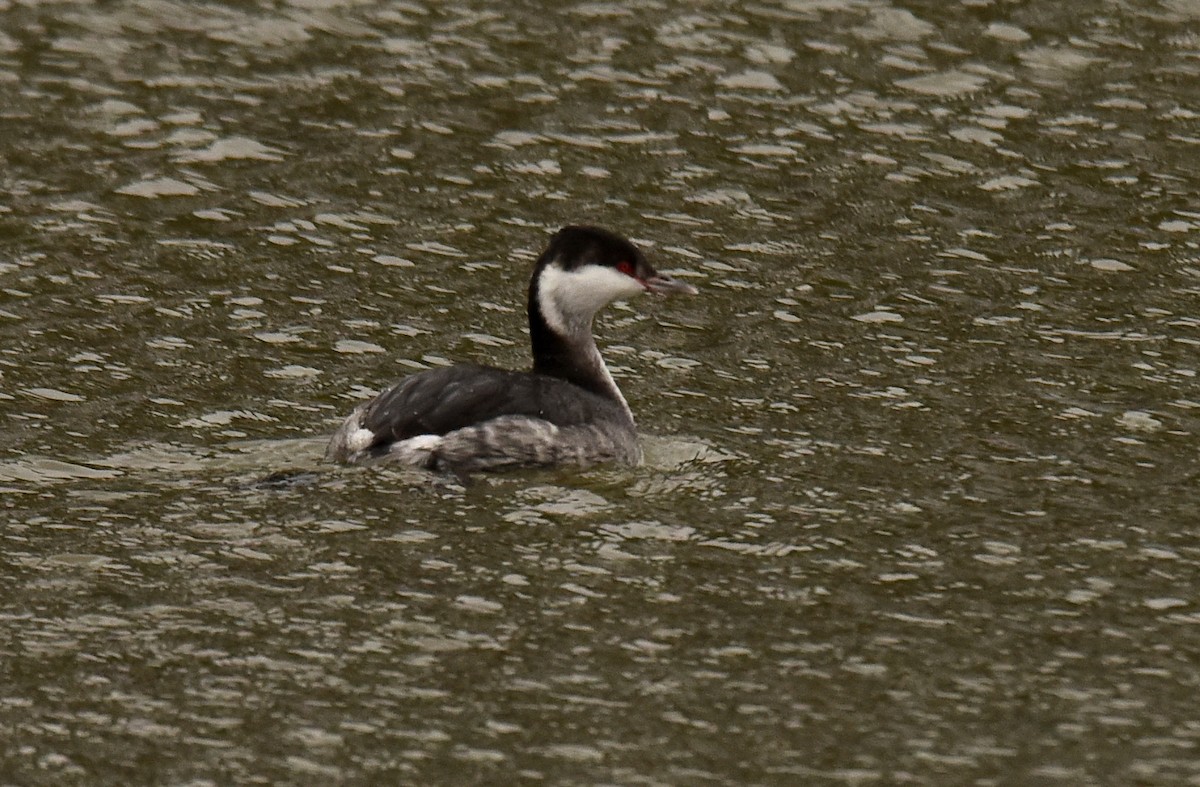 Horned Grebe - ML613619866