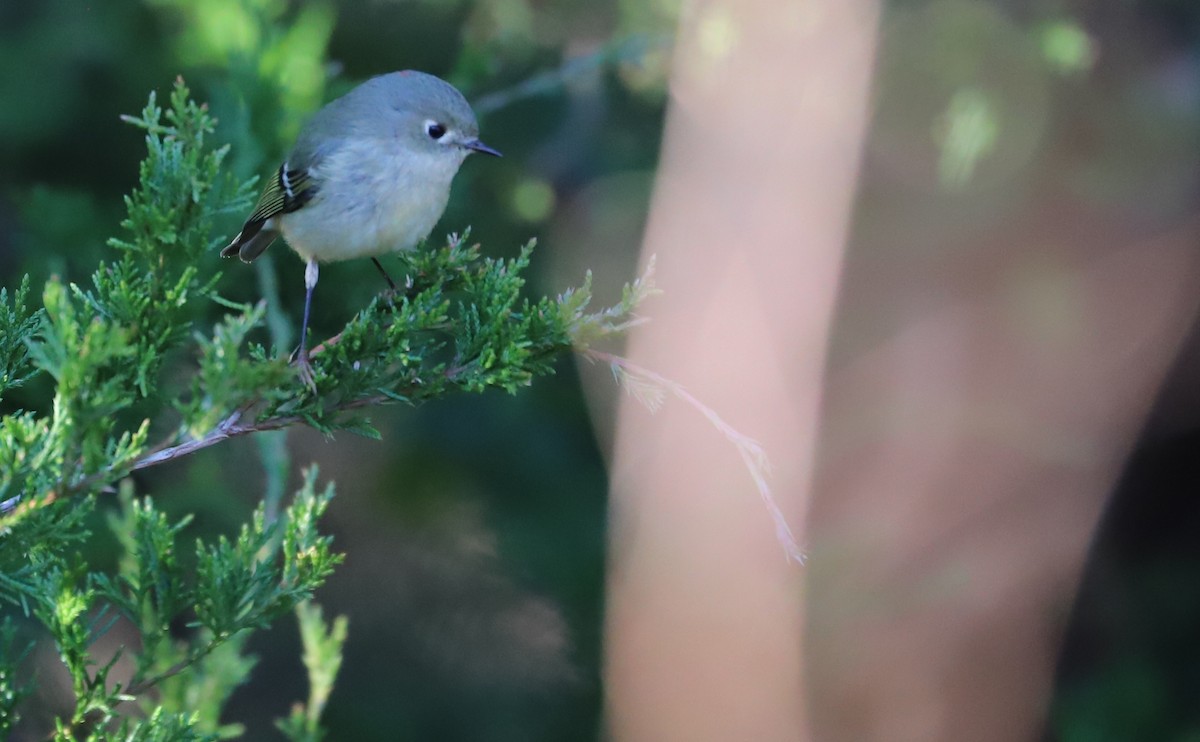 Ruby-crowned Kinglet - ML613619903