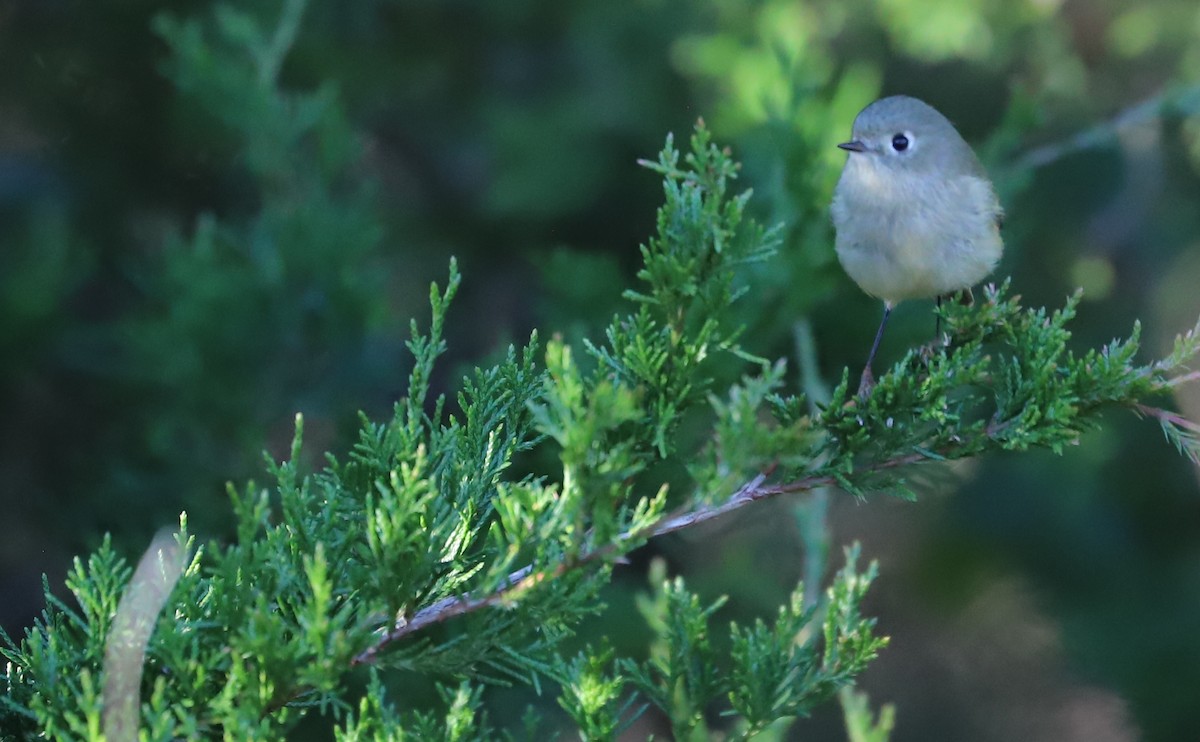 Ruby-crowned Kinglet - ML613619908